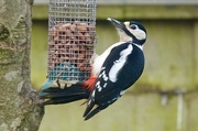 16th Jan 2025 - Mrs Woody
