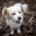 forest dog