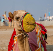 15th Jan 2025 - Camels