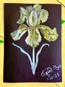16th Jan 2025 - Yellow Iris