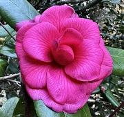 16th Jan 2025 - Camelias don’t get much prettier than this!  