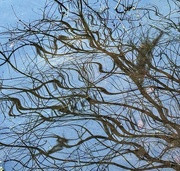 16th Jan 2025 - Reflections in the pond