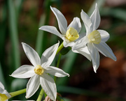 15th Jan 2025 - Early Daffodils