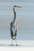15th Jan 2025 - Great Blue Heron