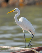 17th Jan 2025 - The Eastern Great Egret