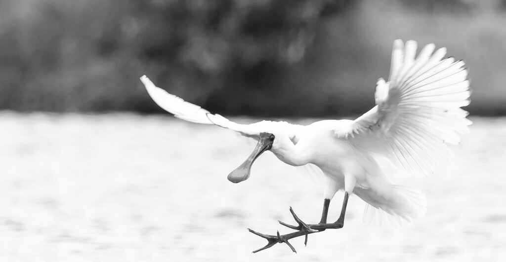 Coming into land by creative_shots