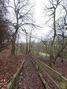 12th Jan 2025 - In the woods