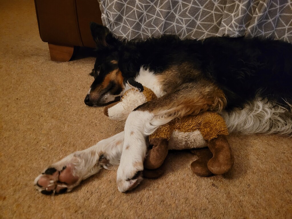Sleepy pup (and his fox) by clearday