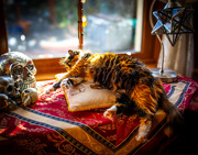 17th Jan 2025 - Sprawling in the sun