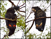 17th Jan 2025 - Red Tailed Black Cockatoos