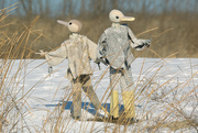 13th Jan 2025 - Bird Watchers?