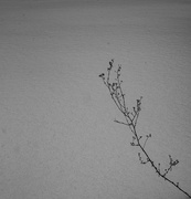 16th Jan 2025 - Alone in the snow