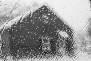 16th Jan 2025 - Through the melting snow-2