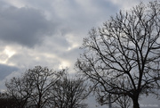 14th Jan 2025 - winter