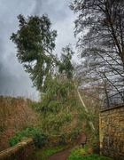 17th Jan 2025 - Leaning Tree