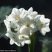 Paperwhites by falcon11