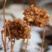 Winter Golds by 365projectorgheatherb
