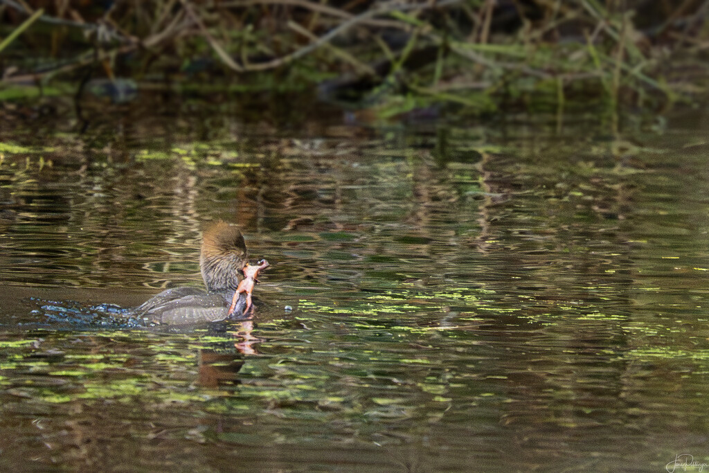 Hooded Merganzer with Frog Dinner by jgpittenger
