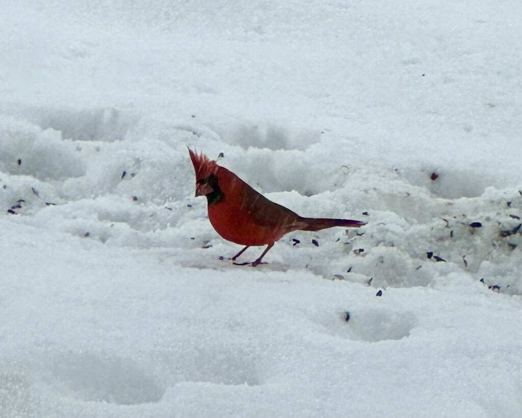 Cardinals were everywhere by louannwarren