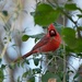 Cardinal by slaabs