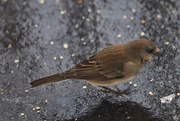 8th Jan 2025 - Dark-Eyed Junco