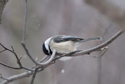 12th Jan 2025 - Bird on a Branch