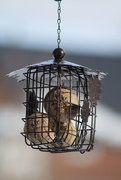7th Jan 2025 - New Feeder! 