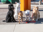 14th Jan 2025 - a few members of Calia's Pack