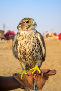 18th Jan 2025 - $20 Falcon