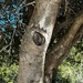 Chicken Tree