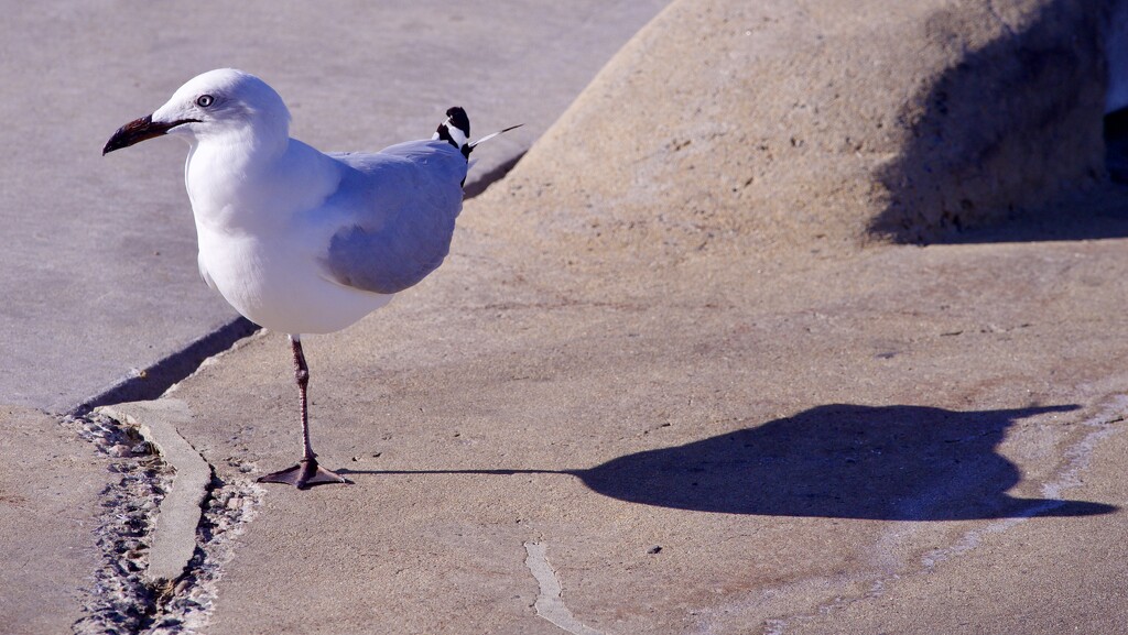  Me And My One Legged Shadow P1185315 by merrelyn