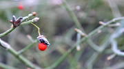 15th Jan 2025 - Withered