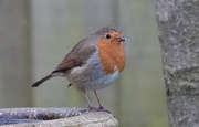 18th Jan 2025 - Garden Robin
