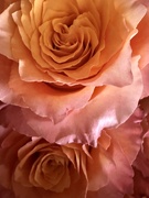 18th Jan 2025 - Store-bought Spring…