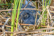 18th Jan 2025 - Another creature hides in the grass