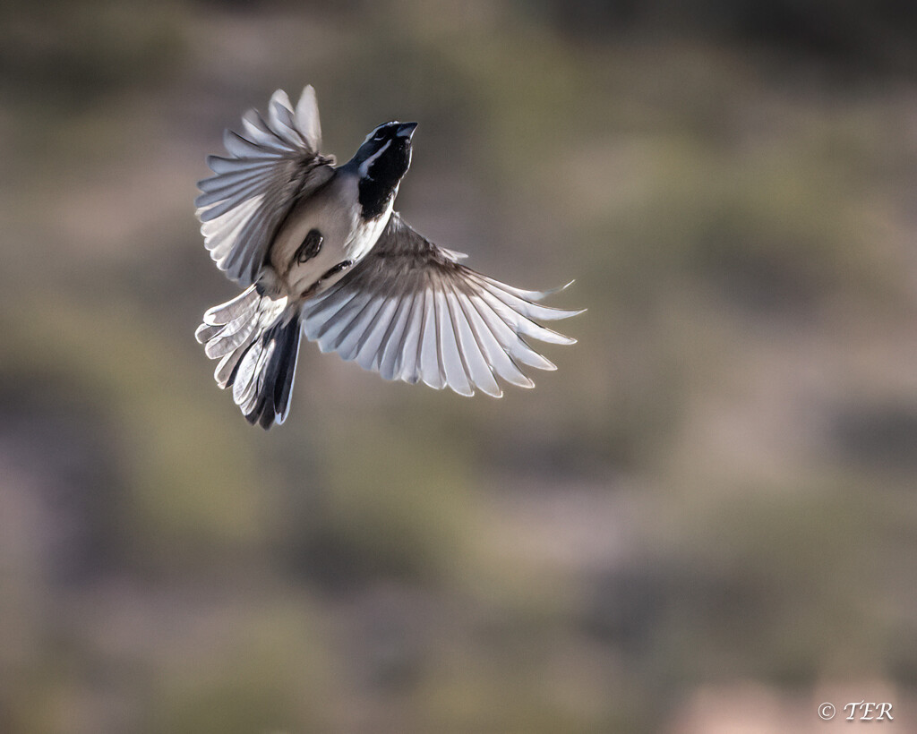 Waving Hello During Fly-By by taffy