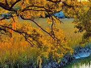 18th Jan 2025 - Last golden rays light up the marsh