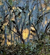 17th Jan 2025 - Light in the moss