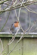 18th Jan 2025 - Resident Robin 