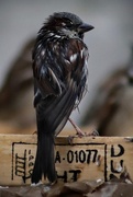 18th Jan 2025 - The Dark, Dishevelled Sparrow