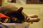 18th Jan 2025 - nap