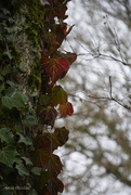17th Jan 2025 - ivy on birch tree