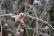 15th Jan 2025 - rosehip