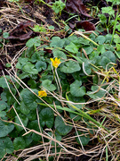 18th Jan 2025 - Earliest Celandine