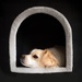Dog house
