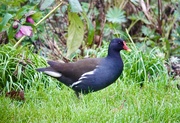 19th Jan 2025 - Moorhen