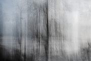 18th Jan 2025 - A shivering tree