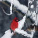 snow bird by francoise