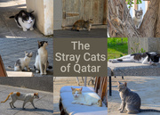 20th Jan 2025 - The Stray Cats of Qatar