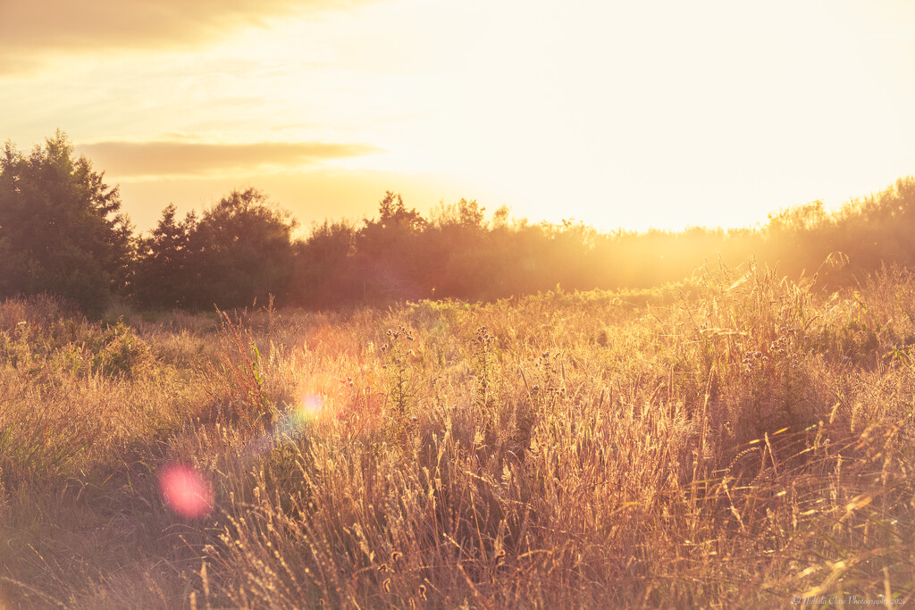 Caught a Lens Flare by nickspicsnz